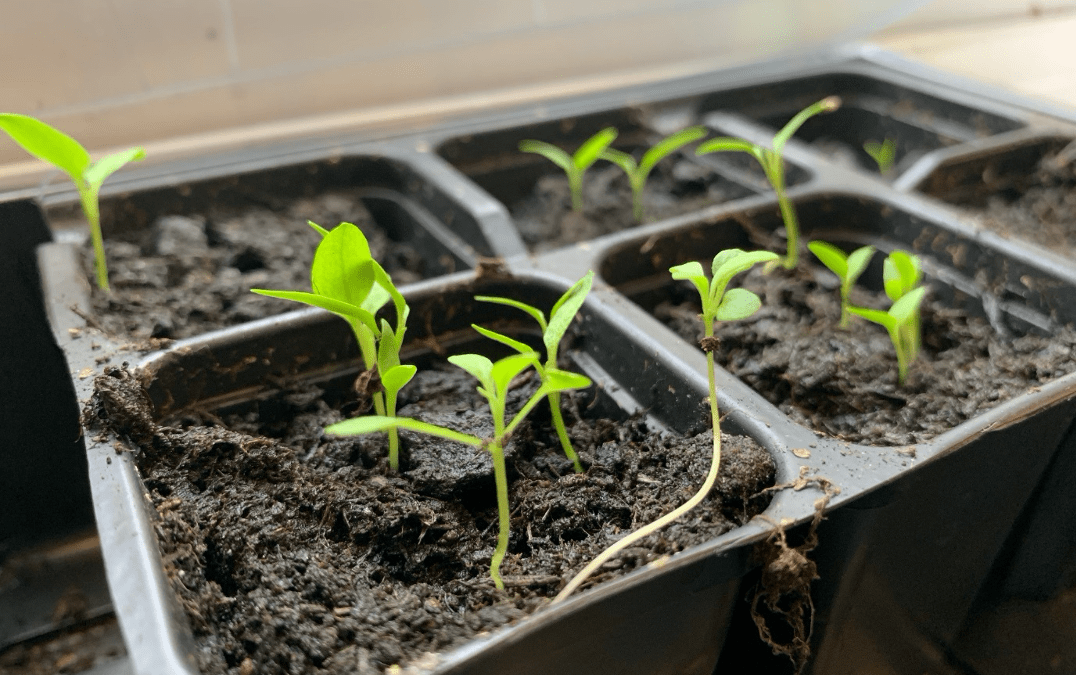Macmillan Cancer Connections: Planting Seeds